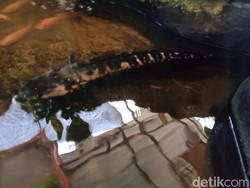 Warga Ungkap Detik-detik Ikan Buas Ditangkap Dekat Terowongan Kuno Klaten