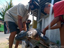 Hukum Makan Labi-labi atau Bulus dalam Islam, Halal atau Haram?