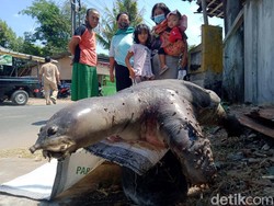 Deskripsi Ahli LIPI Soal Temuan Bulus 20 Kg di Dekat Terowongan Kuno Klaten