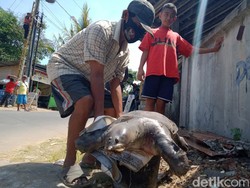 Setelah Ikan Buas, Ada Bulus 20 Kg Ditemukan Dekat Terowongan Kuno Klaten