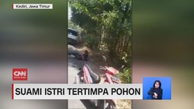 VIDEO: Pasutri Tertimpa Pohon, Suami Tewas