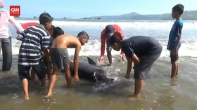 VIDEO: 3 Lumba-Lumba Terdampar, 2 Berhasil Kembali ke Laut