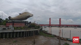Ikan Belida Sumatra Terancam Punah di Sungai Musi