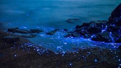 Ilustrasi Laut Bioluminesensi