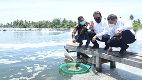 Tambak Udang KKP di Aceh Timur Dongkrak Ekonomi Rakyat