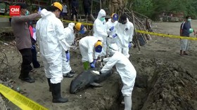 VIDEO: Gagal Dievakuasi, 1 Lumba-Lumba Di Pantai Sidem Mati