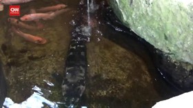 VIDEO: Ikan Buas Berbobot 7 Kg Ditangkap Warga