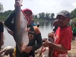 Bengawan Solo Tercemar Limbah Ciu, Warga Panen Ikan Teler