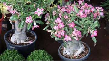 2 JENIS TANAMAN HIAS BUNGA ADENIUM LAINNYA