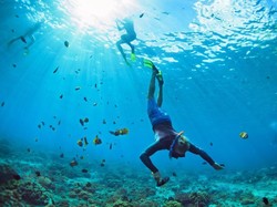 2 Turis Ini Meninggal Saat Diving, Terseret Arus-Digigit Hiu