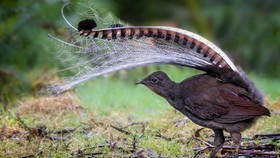 Burung Lyrebird Punya Suara Unik Mirip Bayi Menangis