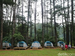 Mengenal Iklim Mikro Hutan, Penyebab Munculnya Cuaca Lokal