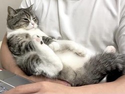Apakah Kucing Mencintai Pemiliknya Sama Seperti Anjing? Ini Hasil Penelitiannya