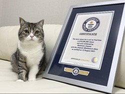 Kucing Gemoy Ini Tenar di Youtube dan Pecahkan Rekor Dunia