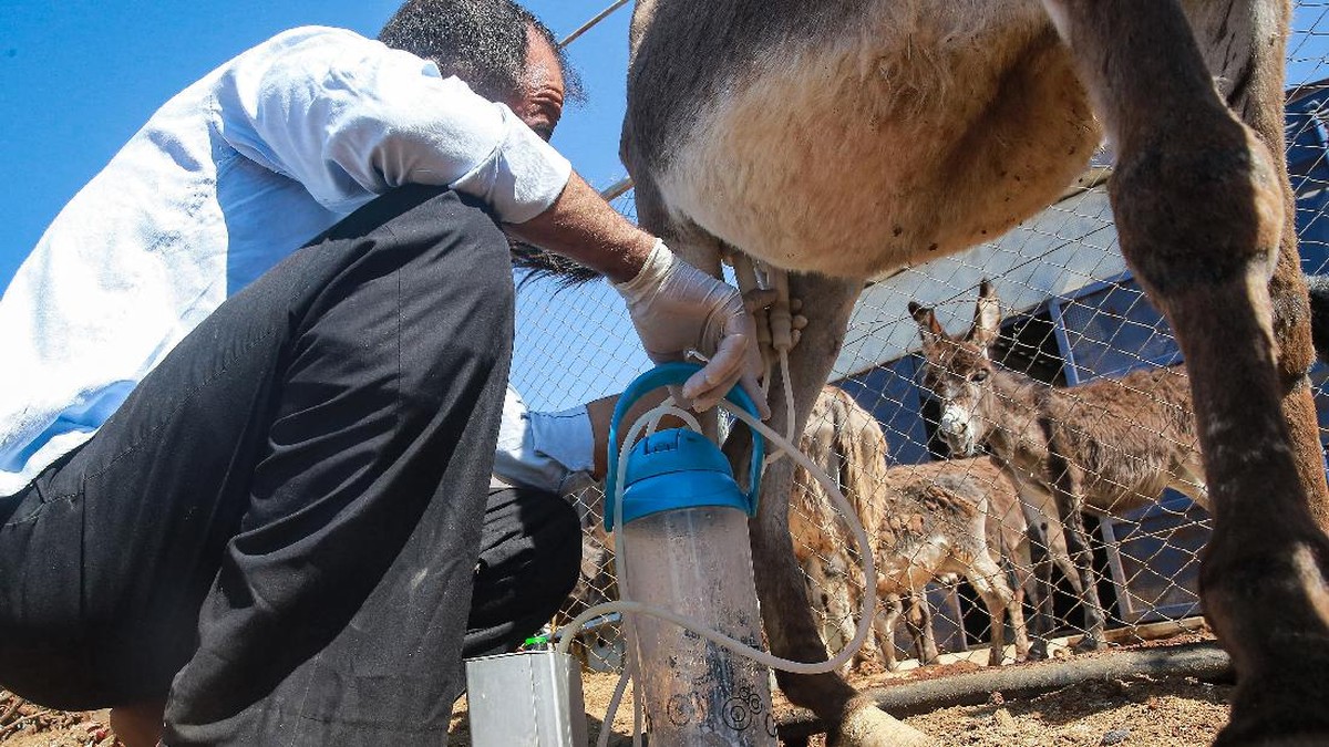 FOTO: Lembutnya Sabun Susu Keledai dari Yordania