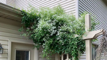 WISTERIA HINGGA CLEMATIS