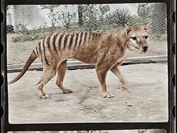 Puluhan Tahun Punah, Harimau Tasmania Terlihat Lagi