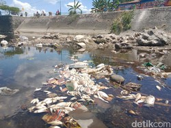 Ribuan Ikan di Anak Sungai Bengawan Solo di Klaten Mati Mendadak