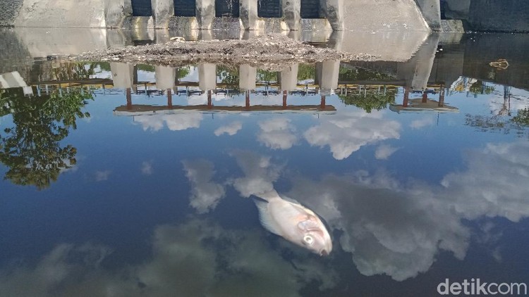 Ini Biang Kerok Ribuan Ikan di Anak Sungai Bengawan Solo Klaten Mati Ribuan ikan dari berbagai jenis di anak sungai Bengawan Solo, Sungai Dengkeng, Kecamatan Cawas, Klaten mati mendadak. Ini foto-fotonya!