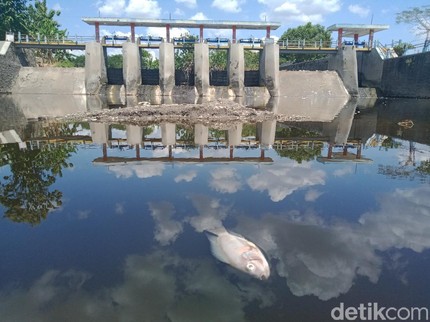 Ribuan Ikan Mati Mendadak di Anak Sungai Bengawan Solo, Diduga Ini Penyebabnya Bun