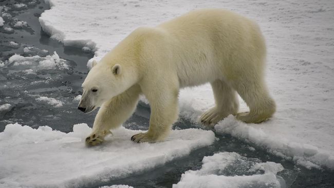 Seorang turis di Kepulauan Svalbard, kawasan Arktik, didenda sekitar Rp94 juta lantaran ulahnya membangunkan beruang kutub yang sedang tidur.