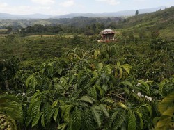 Punya Nilai Tambah, Petani Kopi Semendo Beralih Kembangkan Arabika