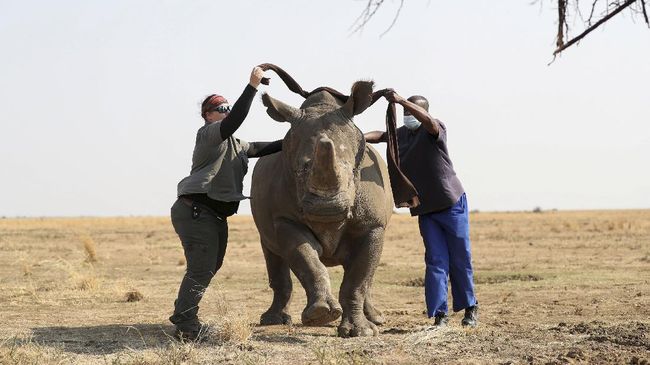 Peternak badak di Afrika merasa sudah melestarikan badak, namun mereka kehabisan dana dan berniat menjual cula dengan cara legal.