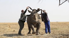 FOTO: Peternakan Badak di Afrika Selatan