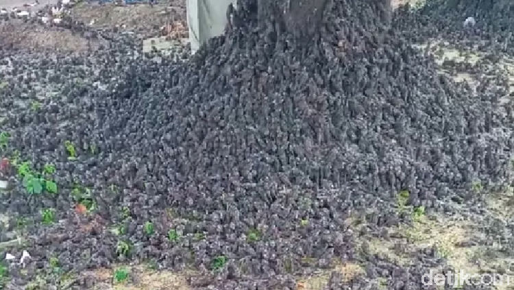 Video burung-burung dalam keadaan basah berjatuhan di tanah viral di medsos. Video yang dibagikan sejumlah itu disebut terjadi di Bali. (Facebook Dek Eko) Video burung-burung dalam keadaan basah berjatuhan di tanah viral di medsos. Video yang dibagikan sejumlah itu disebut terjadi di Bali. (Facebook Dek Eko)