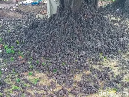 Viral Burung-burung Berjatuhan di Bali, Ini Kesaksian Perekam Video Bun