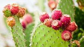 4 Manfaat Ekstrak Buah Kaktus untuk Kulit, Obati Jerawat