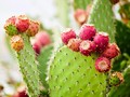 4 Manfaat Ekstrak Buah Kaktus untuk Kulit, Obati Jerawat