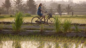 7 Rute Wisata 'Healing' ala 'Eat, Pray, Love' di Bali