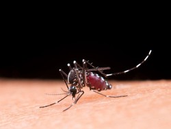 Waspada! DBD Bisa Menular Lewat 3 Cara Berikut