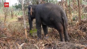 VIDEO: Tim Penyelamat Sembuhkan Kaki Gajah Yang Terkena Jerat