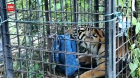 VIDEO: 10 Hari Dicari, Harimau Penerkam Warga Ditangkap