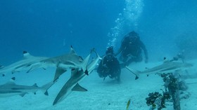 FOTO: Menikmati Lautan bersama Kawanan Hiu di Morotai