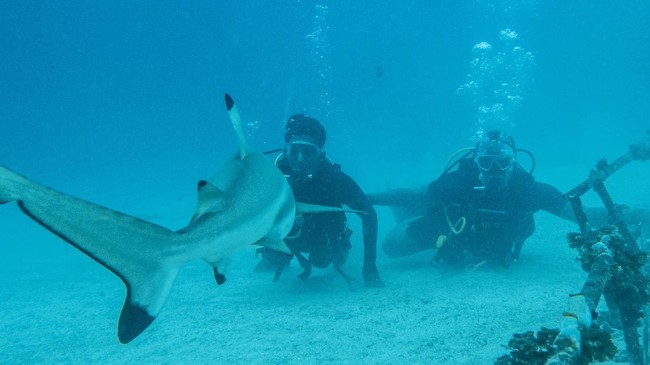 FOTO: Menikmati Lautan bersama Kawanan Hiu di Morotai