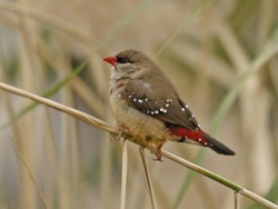 Mengapa Dinamakan Burung Pipit dan Bagaimana Perilakunya? Ini Penjelasannya