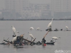 Penampakan Ribuan Bangau Mati akibat Flu Burung di Israel