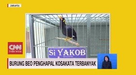 VIDEO: Burung Beo Penghapal Kosakata Terbanyak