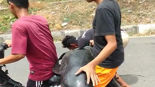 Warga Bima yang memboncengkan seekor paus kepala melon menggunakan sepeda motor mengaku tidak tahu hewan tersebut merupakan jenis ikan yang dilindungi.