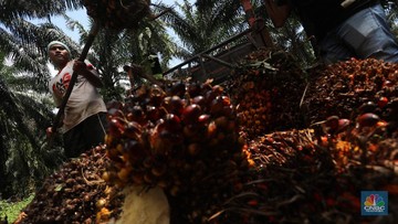 Pekerja mengangkut kelapa sawit kedalam jip di Perkebunan sawit di kawasan Candali Bogor, Jawa Barat, Senin (13/9/2021). (CNBC Indonesia/Andrean Kristianto)