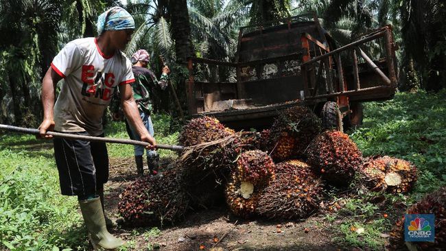 Bikin Happy Bos Sawit Jelang Akhir Pekan, Harga CPO Naik Nih!