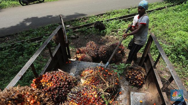 Angpao Buat Bos CPO Nih! Harga CPO Pekan Ini Memanas