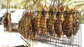 7 Ikan yang Bagus untuk Kecerdasan Otak Anak, Ada yang Harganya Murah