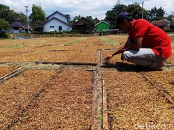 Petani Makin Gampang Dapat Pendampingan, Begini Caranya