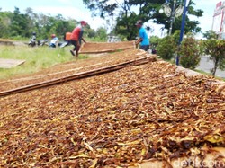 Budaya Panen Raya Tembakau di Lereng Gunung Merbabu