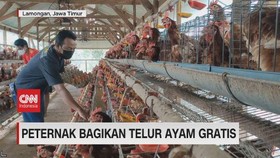 VIDEO: Peternak Bagikan Telur Ayam Gratis