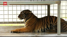 VIDEO: Luka di Kaki, Harimau Penerkam Warga Direhabilitasi
